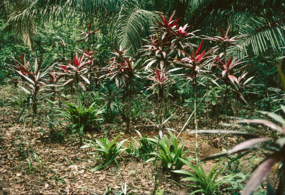 Un piccolo camposanto lungo il Madre de Dios, segnato dal rosso intenso delle stelle di Natale.